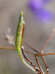 Delphinium consolida paniculatum