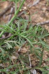 Pelargonium senecioides
