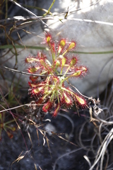 Drosera glabripes