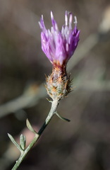 Centaurea caprina