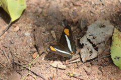 Adelpha thessalia