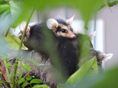 Didelphis aurita
