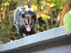 Didelphis aurita