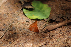 Emesis mandana