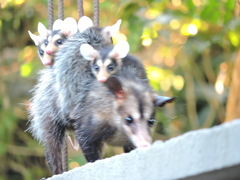 Didelphis aurita