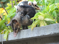 Didelphis aurita