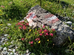 Rhododendron hirsutum