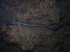 Conger marginatus