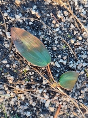 Potamogeton polygonifolius