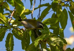 Oreothlypis superciliosa