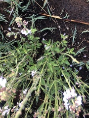 Syncolostemon