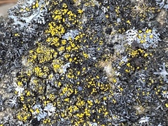 Candelaria concolor