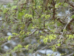Prosopis pallida