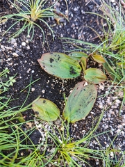 Potamogeton polygonifolius