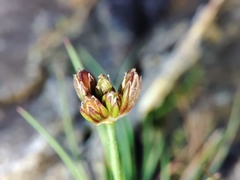 Juncus bulbosus