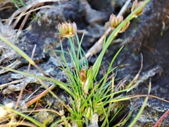 Juncus bulbosus