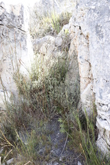 Seriphium cinereum