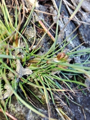 Juncus bulbosus