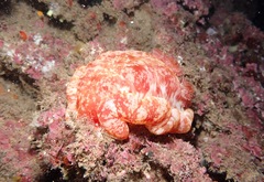 Hexabranchus