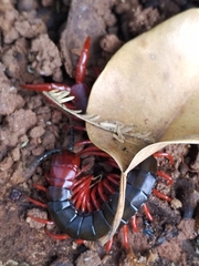 Cormocephalus