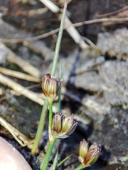 Juncus bulbosus