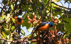 Chlorophonia elegantissima