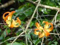 Lilium superbum