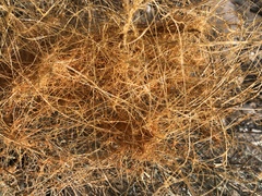 Cuscuta denticulata