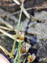 Juncus bulbosus