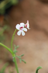 Pelargonium senecioides