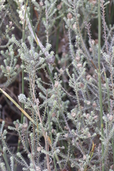 Seriphium cinereum