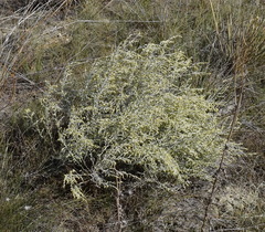 Artemisia lercheana