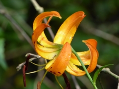 Lilium superbum
