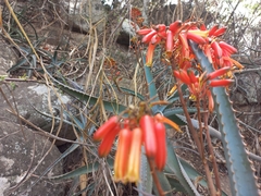 Aloe arborescens
