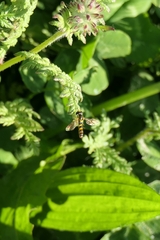 Sphaerophoria macrogaster