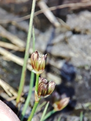 Juncus bulbosus