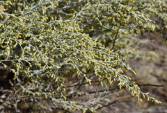 Artemisia lercheana