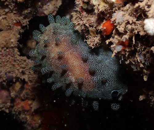 Cypraea talpa observed 2022-10-29