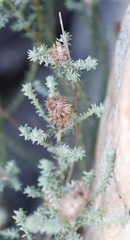 Seriphium cinereum
