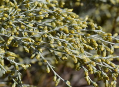 Artemisia lercheana