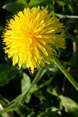 Sphaerophoria macrogaster