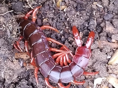 Cormocephalus