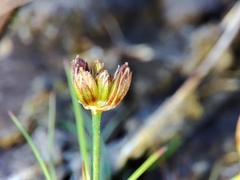 Juncus bulbosus
