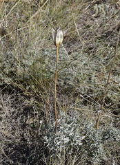 Tulipa suaveolens