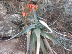 Aloe arborescens