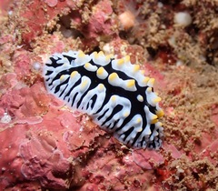 Phyllidia varicosa