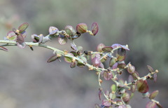 Atriplex aucheri