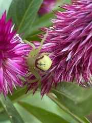 Misumenops callinurus