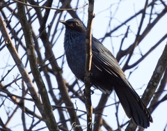 Melanotis caerulescens