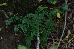 Asplenium